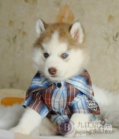 九江哈士奇价格 双蓝眼三把火 证件齐全